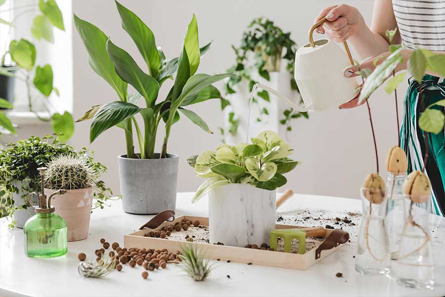 Engrais Plantes d'Intérieur et Palmiers Liquide 1 L - Compo