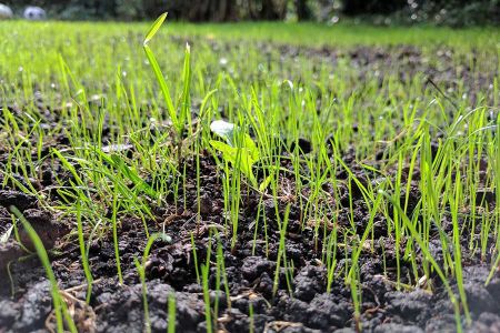 Voir les produits de la catégorie SEMENCES GAZON Image de la catégorie SEMENCES GAZON