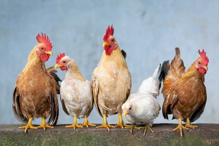 Voir les produits de la catégorie Poule Image de la catégorie Poule