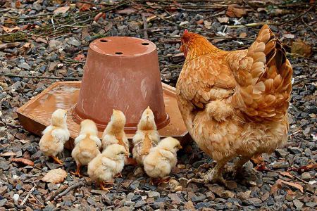 Voir les produits de la catégorie Poulailler Image de la catégorie Poulailler