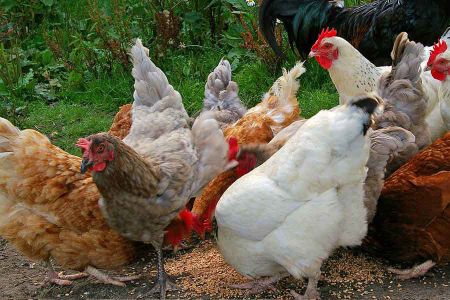 Voir les produits de la catégorie Nourriture pour poule Image de la catégorie Nourriture pour poule