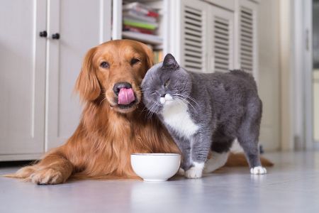 Voir les produits de la catégorie Croquette pour chien Image de la catégorie Croquette pour chien