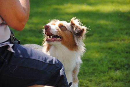 Voir les produits de la catégorie Produit de soins pour chien Image de la catégorie Produit de soins pour chien