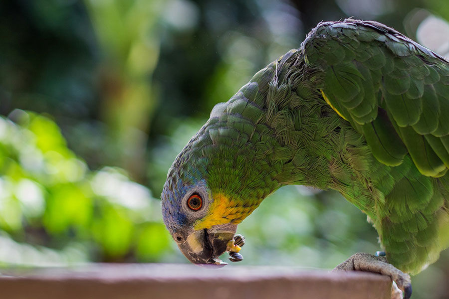 Image de la catégorie NOURRITURE OISEAUX DE CAGE