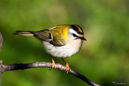 Voir les produits de la catégorie Accessoire animaux des jardins Image de la catégorie Accessoire animaux des jardins