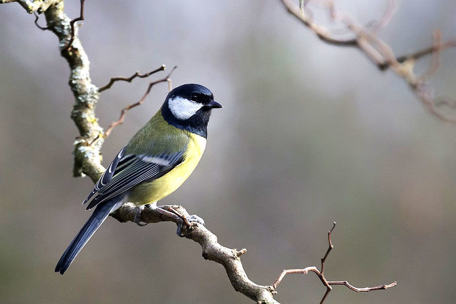 Mix premium graines et vers de farine pour oiseaux du jardin