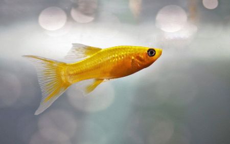 Voir les produits de la catégorie ECLAIRAGE POUR AQUARIUM Image de la catégorie ECLAIRAGE POUR AQUARIUM