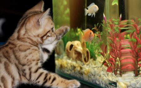 Voir les produits de la catégorie PRODUIT DE SOINS POUR POISSONS Image de la catégorie PRODUIT DE SOINS POUR POISSONS