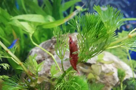 Voir les produits de la catégorie PRODUIT DE SOINS POUR PLANTES AQUARIUM Image de la catégorie PRODUIT DE SOINS POUR PLANTES AQUARIUM