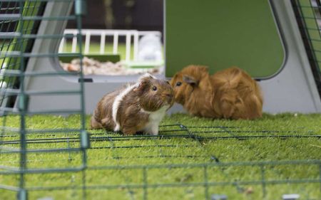 Voir les produits de la catégorie Cage pour rongeurs Image de la catégorie Cage pour rongeurs