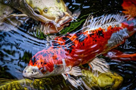 Voir les produits de la catégorie Poisson pour étangs Image de la catégorie Poisson pour étangs
