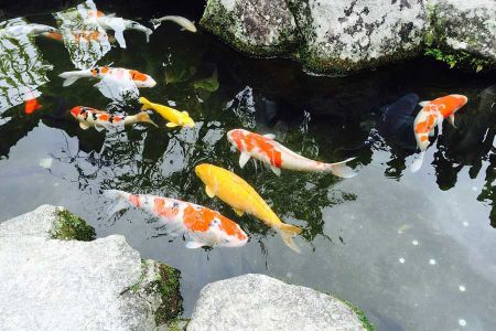 Voir les produits de la catégorie Nourriture poisson étang Image de la catégorie Nourriture poisson étang