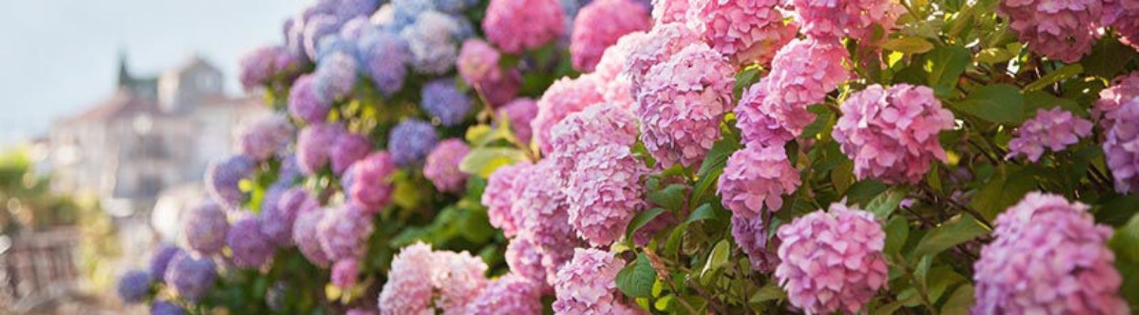 Hortensia : origine, entretien et assortiments chez Tournesols