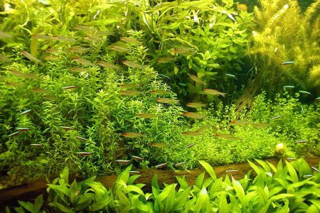 Voir les produits de la catégorie PLANTE POUR AQUARIUM Image de la catégorie PLANTE POUR AQUARIUM