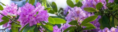 Cultiver le Rhododendron : plantation et entretien