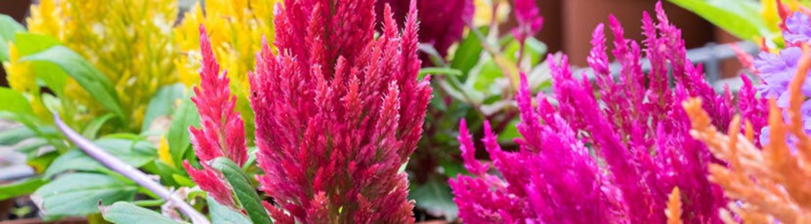 La célosie (celosia) : les couleurs de la féerie