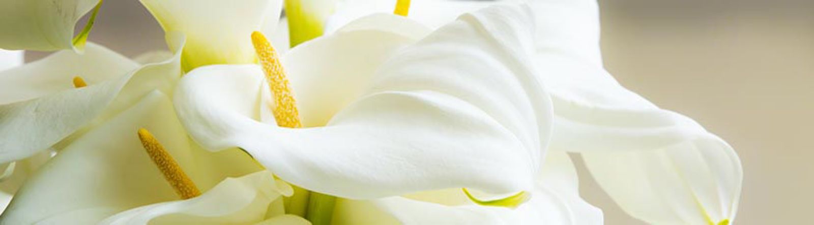 L'élégant Calla : floraison, conseils et soins