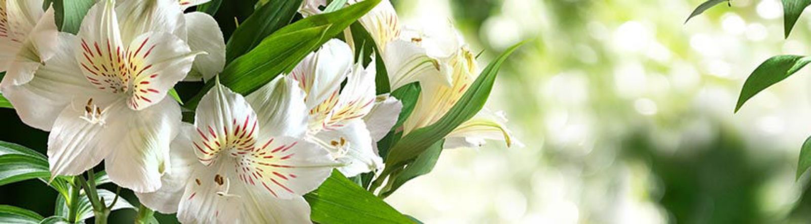 Alstroemeria : entretien et plantation