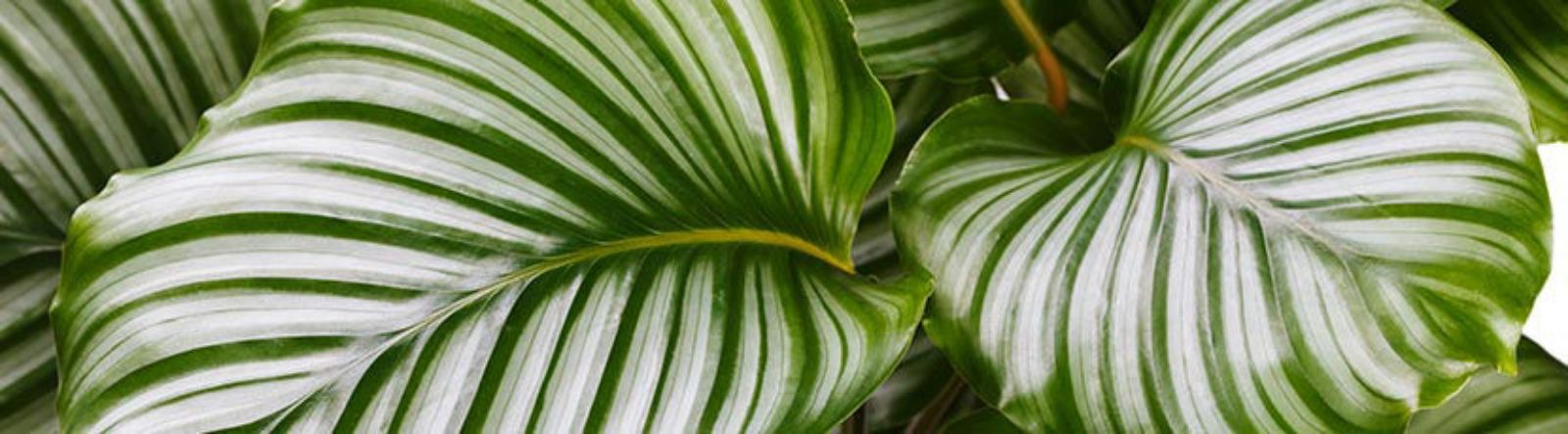 Le calathea, feuillage coloré et décoratif