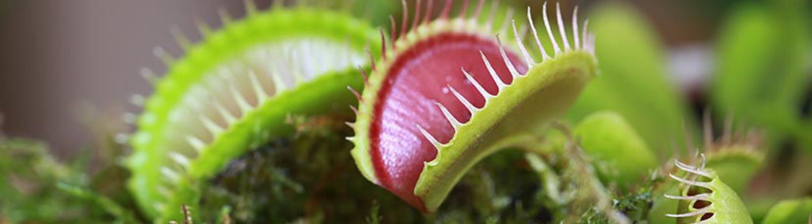 Plante carnivore : conseils, varits et entretien
