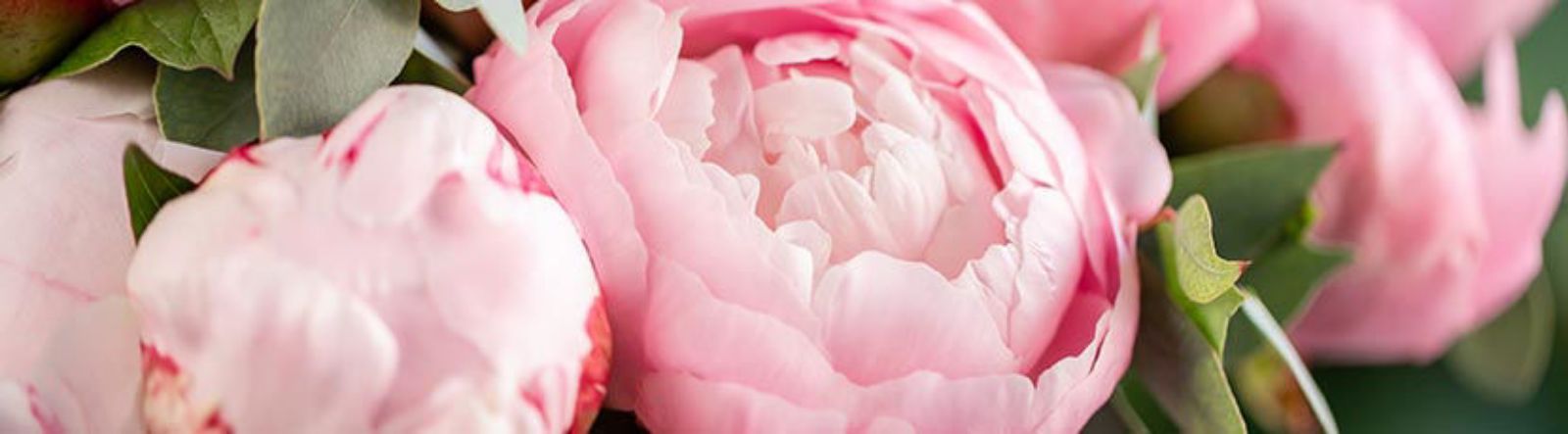 La pivoine fait rayonner le printemps