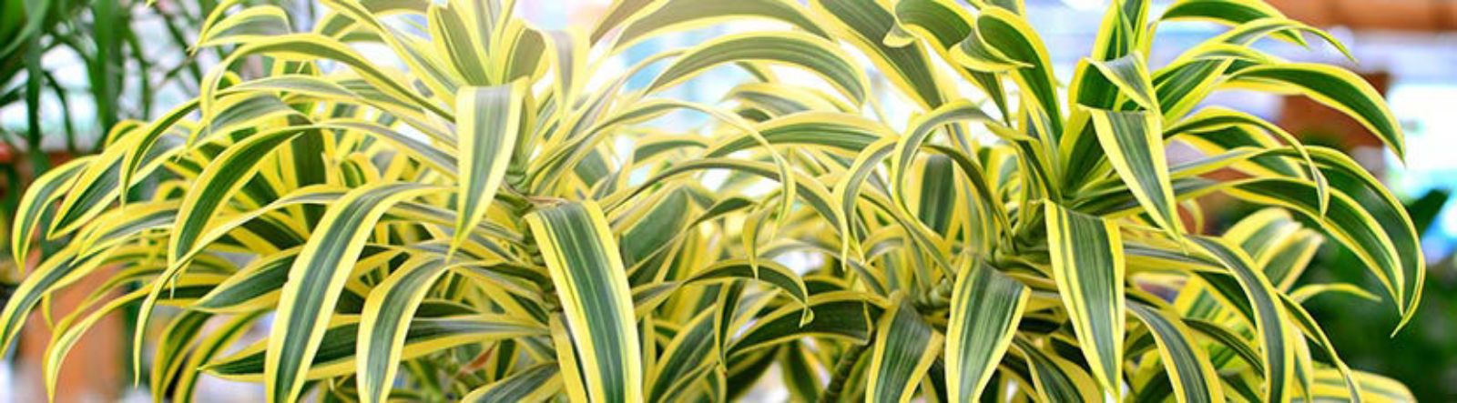 Le DRACAENA, un vent d'exotisme dans votre intérieur