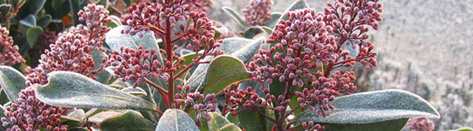 Skimmia, merveille des quatre saisons