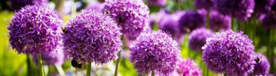 Allium : l'ail ornemental à la floraison spectaculaire