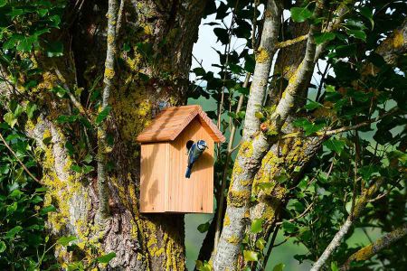 Voir les produits de la catégorie Nichoir pour oiseaux Image de la catégorie Nichoir pour oiseaux