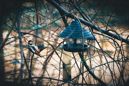 Voir les produits de la catégorie Mangeoire pour oiseaux Image de la catégorie Mangeoire pour oiseaux