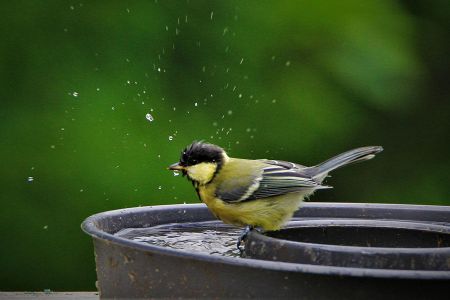 Voir les produits de la catégorie Bain et abreuvoir pour oiseaux Image de la catégorie Bain et abreuvoir pour oiseaux
