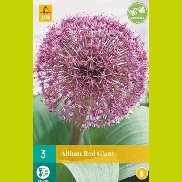 Image sur Bulbes à fleurs X 3 Allium Red Giant