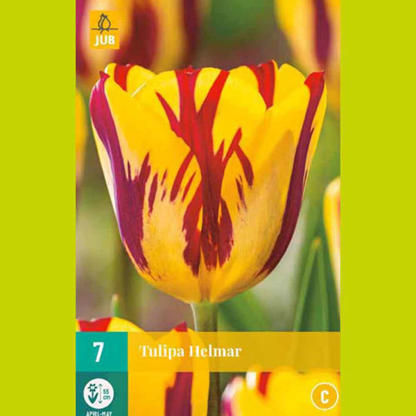 Image sur Bulbes à fleurs X 7 Tulipa Helmar