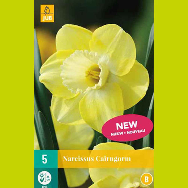 Image sur Bulbes à fleurs X 5 Narcissus Cairngorm