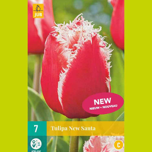 Image sur Bulbes à fleurs X 7 Tulipa New Santa