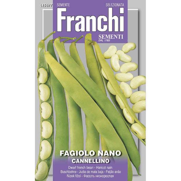 Image de Graines haricot nain cannellino - Franchi