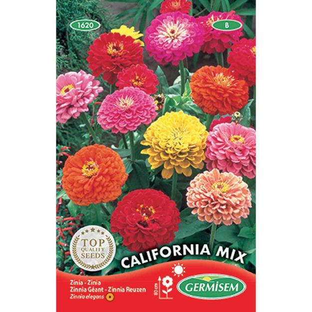 Image de Graines de zinnia géant de californie varié