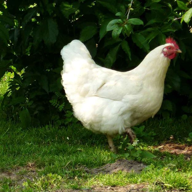 Image de Poule Pondeuse Gâtinaise