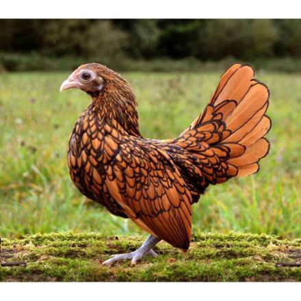 Agrandir l'image de Poule SEBRIGHT Image de Poule SEBRIGHT