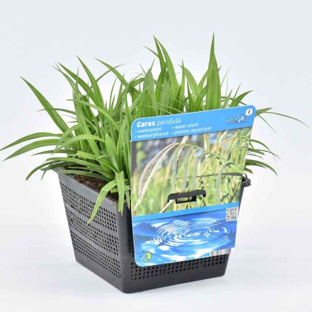 Image de Carex pendula Pot 18cm