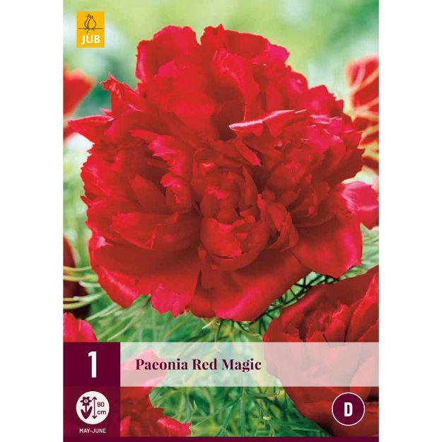 Image de 1 Bulbe de fleur de paeonia red magic