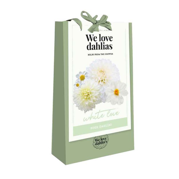Image de 1 sac de Bulbes de fleurs 'we love dahlias' white love