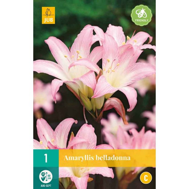 Image de 1 Bulbe de fleur amaryllis belladonna