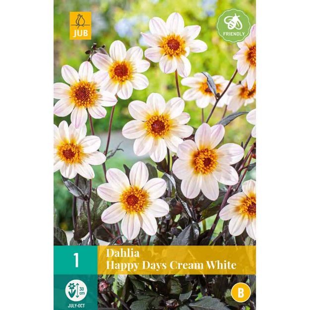 Image de 1 Bulbe de fleur de dahlia happy days cream white