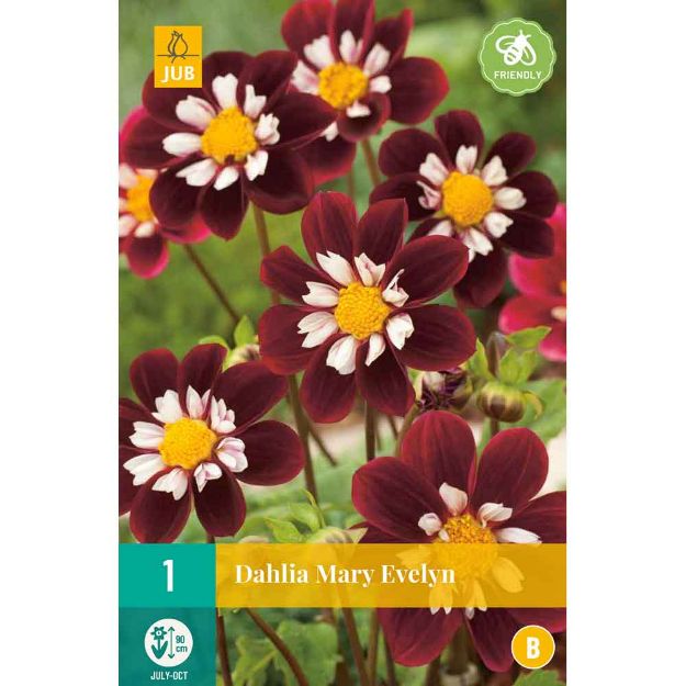 Image de 1 Bulbe de fleur de dahlia mary evelyn