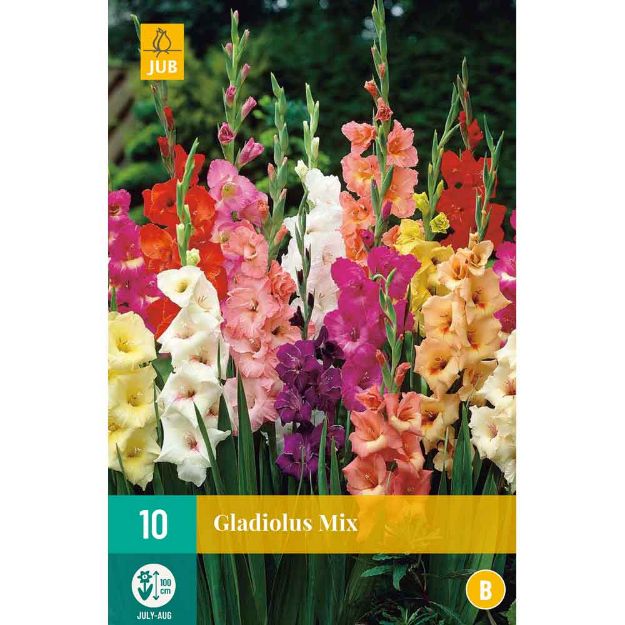 Image de 10 Bulbes de fleurs de glaieuls mix
