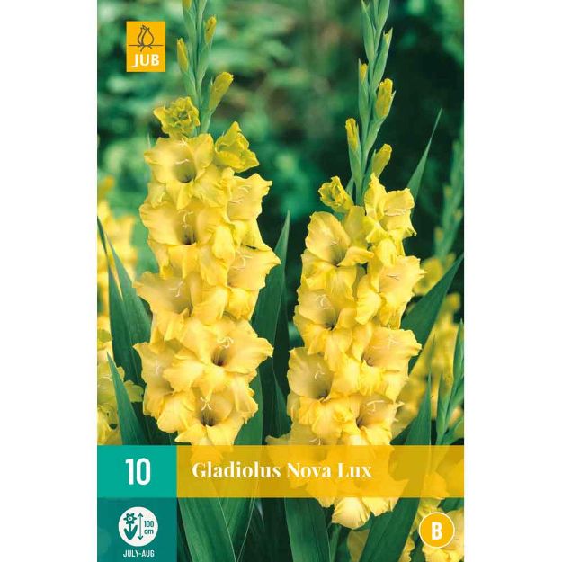 Image de 10 Bulbes de fleurs de glaieuls nova lu