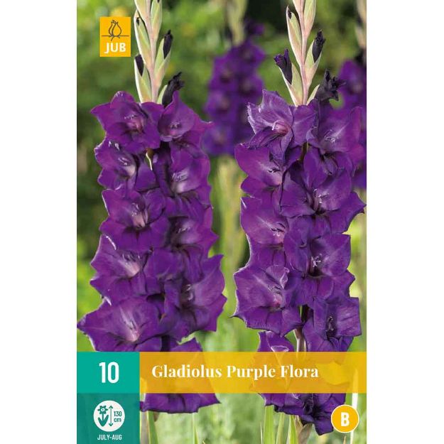 Image de 10 Bulbes de fleurs de glaieuls purple flora