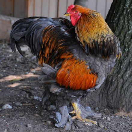 Agrandir l'image de Coq d'ornement Brahma géant Image de Coq d'ornement Brahma géant