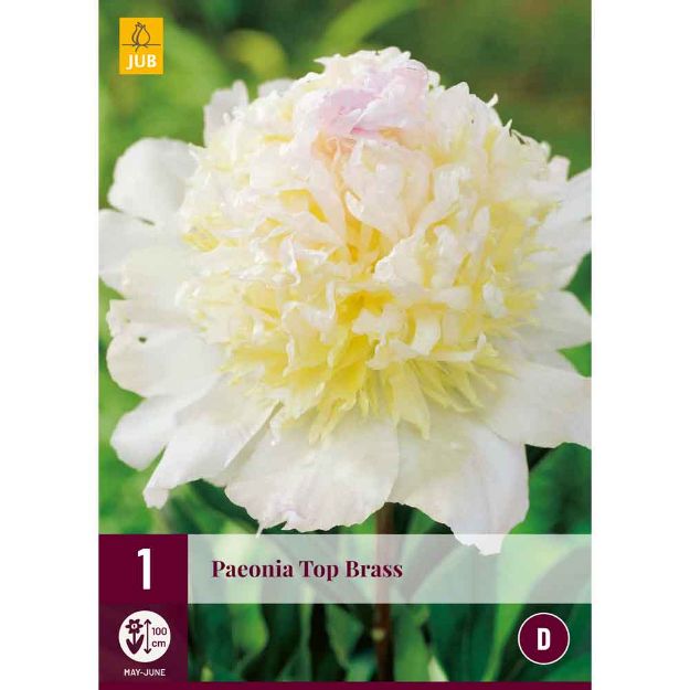 Image de 1 Bulbe de fleur de paeonia top brass